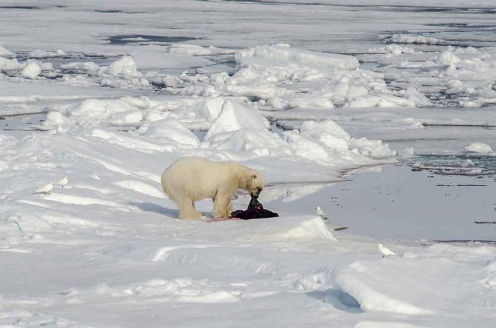 61 - Oso Polar - islas Svalbard - Noruega